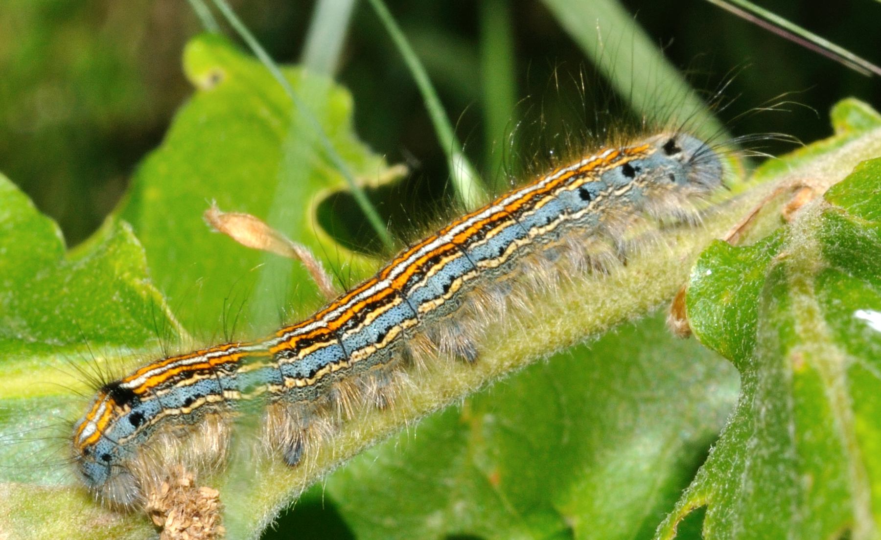 Bruco - Malacosoma (Clisiocampa) neustria